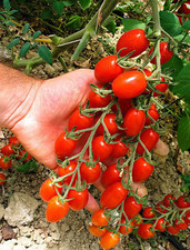 Rosada tomato seeds for sale  HOPE VALLEY