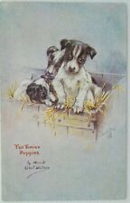 Fox terrier puppies for sale  WORKSOP