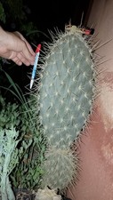 Viktor Hugo. 3 Talee Di Opuntia galapageia 48 Euro . O. Delle Galapagos + Ship🌵 comprar usado  Enviando para Brazil