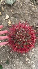 Ferocactus stainesi cactus usato  Monterosso Almo
