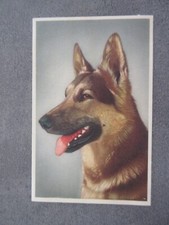 Antique german shepherd d'occasion  Expédié en Belgium