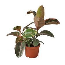 Ficus elastica ruby for sale  Old Town