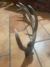 Palco corno trofeo usato Palco corno trofeo usato  Fiumalbo