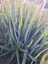 Blue elf aloe for sale  Tracy