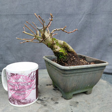 outdoor bonsai for sale  BANGOR