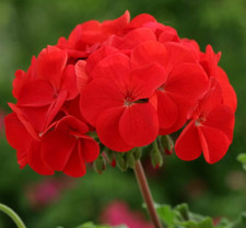 Geranium scarlet red for sale  WORKSOP