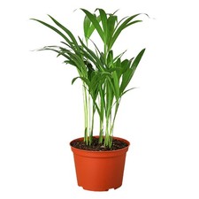 Areca palm for sale  Old Town