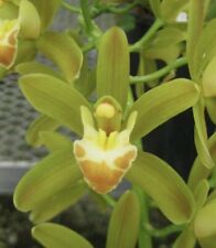 Cymbidium pumilow for sale  Torrance