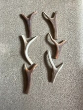 Six small stag for sale  KIRKCUDBRIGHT