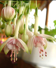 Fuchsien pflanze bon gebraucht kaufen  Schirnding