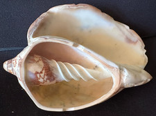 Conchiglie sezionata cymbiola usato  Novara