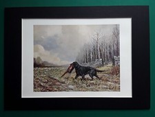 Wavy coated retriever for sale  MANSFIELD