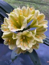 Clivia miniata pippin for sale  MEXBOROUGH