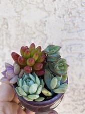 Colorful cute succulent for sale  San Luis Obispo