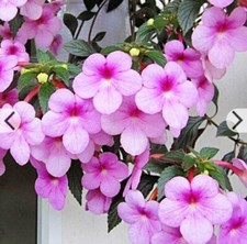Achimenes peach blosson gebraucht kaufen  Worms
