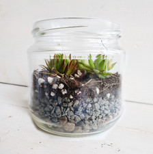 8.5cm diy terrarium for sale  OLDHAM