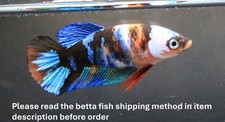 betta d'occasion betta d'occasion Expédié en Belgium