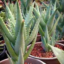 Organic aloe california for sale  Los Angeles