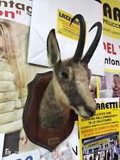 Testa capriolo imbalsamato usato  Genova