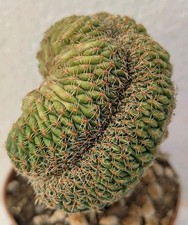 Sulcorebutia canigueralii appl usato  Lecce