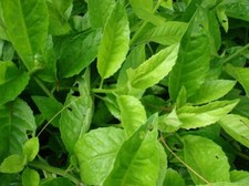 Gynura procumbens longevity for sale  Walterboro