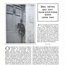 Bêtes tour sac d'occasion  Quimper