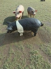 Black white pig for sale  TWICKENHAM