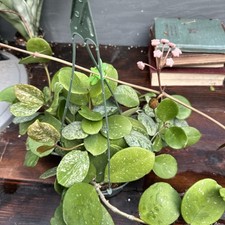 Hoya obovata splash for sale  Centralia