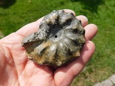 ceratites gebraucht kaufen  Limbach-Oberfrohna