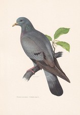 1960 stock dove for sale  BIDEFORD