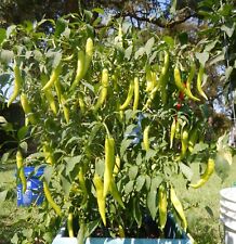 Sinigang green finger for sale  Freeport