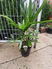 Lady palm live for sale  USA