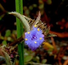 Tradescantia somaliensis minia for sale  San Clemente