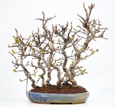 Bonsai cotogne pseudocydonia usato  Spedire a Italy