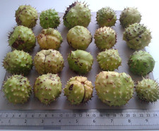Conkers natural spiky for sale  READING