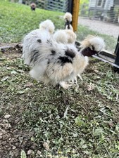 Fertile silkie showgirl for sale  West Liberty