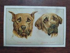 9968 cartolina cani usato  Cagliari