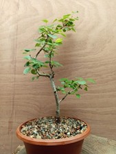 Wild pear bonsai for sale  LEEDS