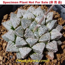 Succulent haworthia muffins for sale  USA