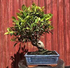 Bonsaï ficus retusa d'occasion  Cuges-les-Pins