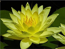 Nymphaea joey tomocik for sale  SKEGNESS