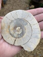 Ammonite fossil polished for sale  THETFORD