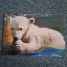 eisbar knut gebraucht kaufen eisbar knut gebraucht kaufen Hamburg