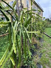 Pianta pitaya frutto usato  Lacco Ameno
