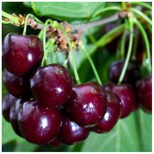 Van cherry tree for sale  NEWTOWNARDS