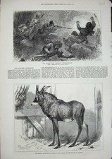 Old antique print for sale  UK