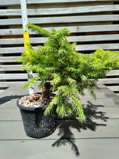 Picea abies fichte gebraucht kaufen  Steingaden