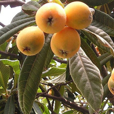 Eriobotrya japonica néflier d'occasion  Pouzauges