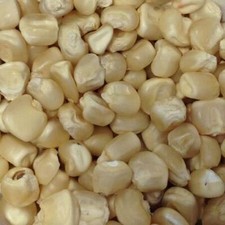 Hickory king white for sale  Etowah
