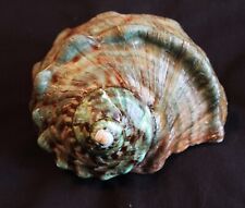 Usado, Turbante verde gigante concha (TM3) comprar usado  Enviando para Brazil